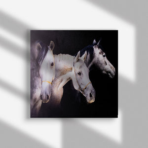 Royal White Horses Canvas Painting Canvas Painting June Trading   