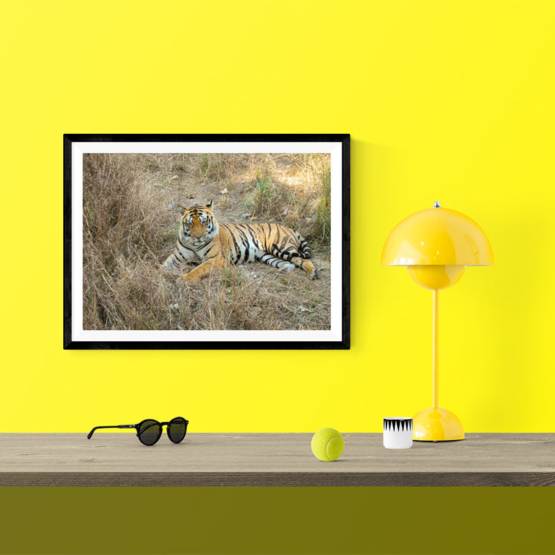 The Bengal Tiger - Photo Frame Photo Frames Lumoarte   