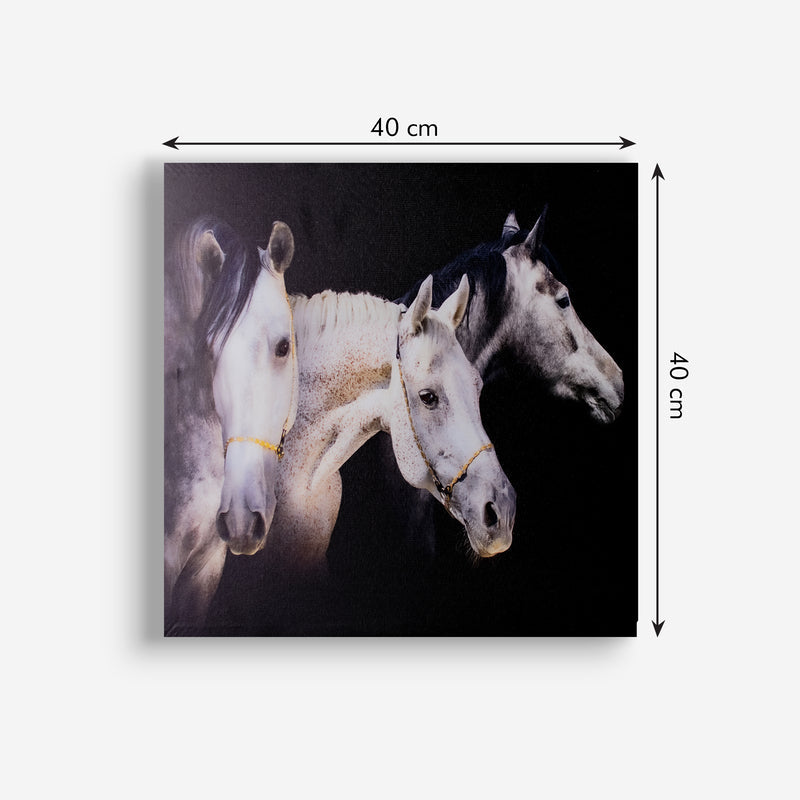 Royal White Horses Canvas Painting Canvas Painting June Trading   