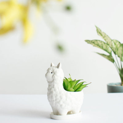 Llama Ceramic Pot For Plants Planters June Trading Frost White  