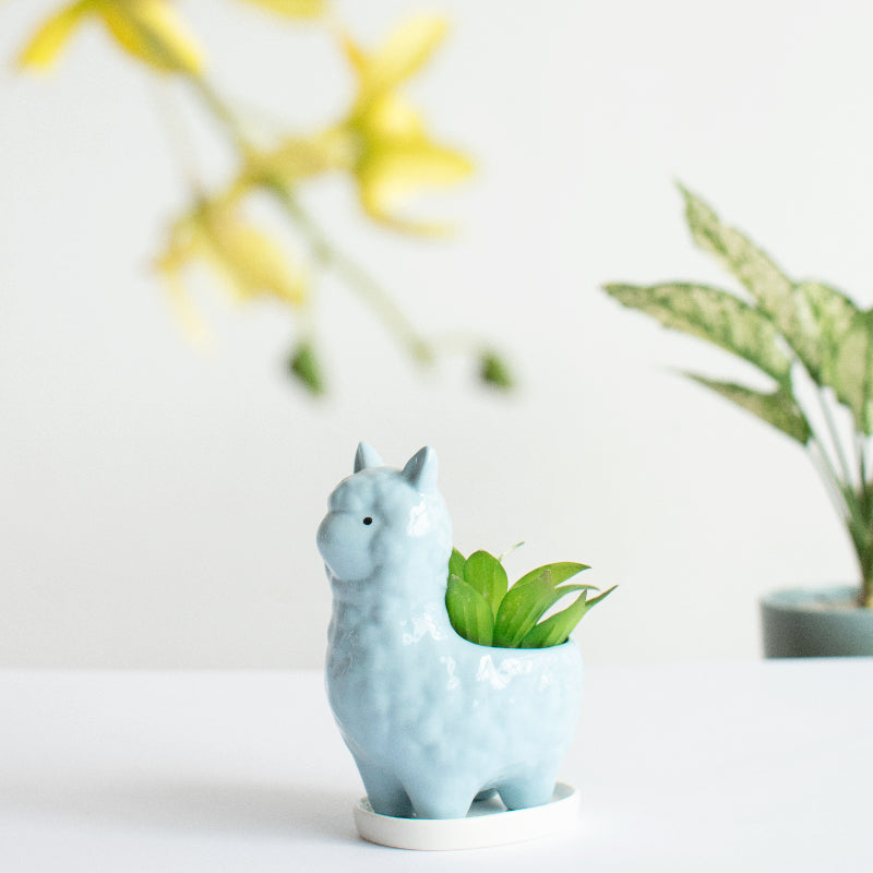 Llama Ceramic Pot For Plants Planters June Trading Cloud Blue  