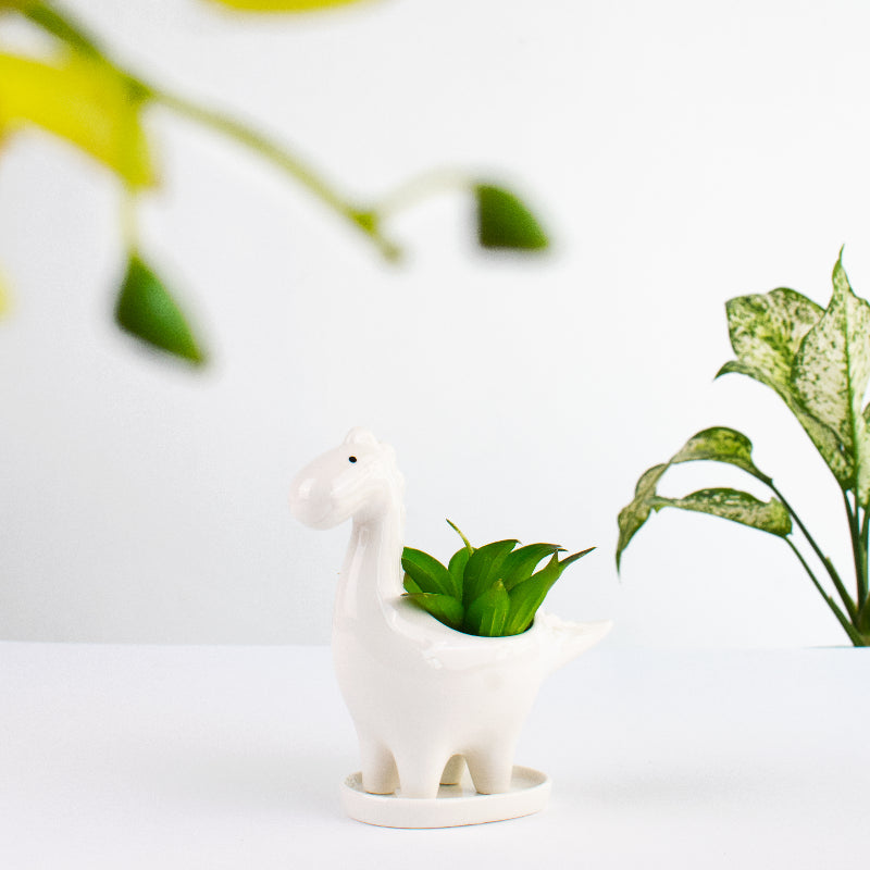 Dinosaur Ceramic Pot For Plants Planters June Trading Frost White  