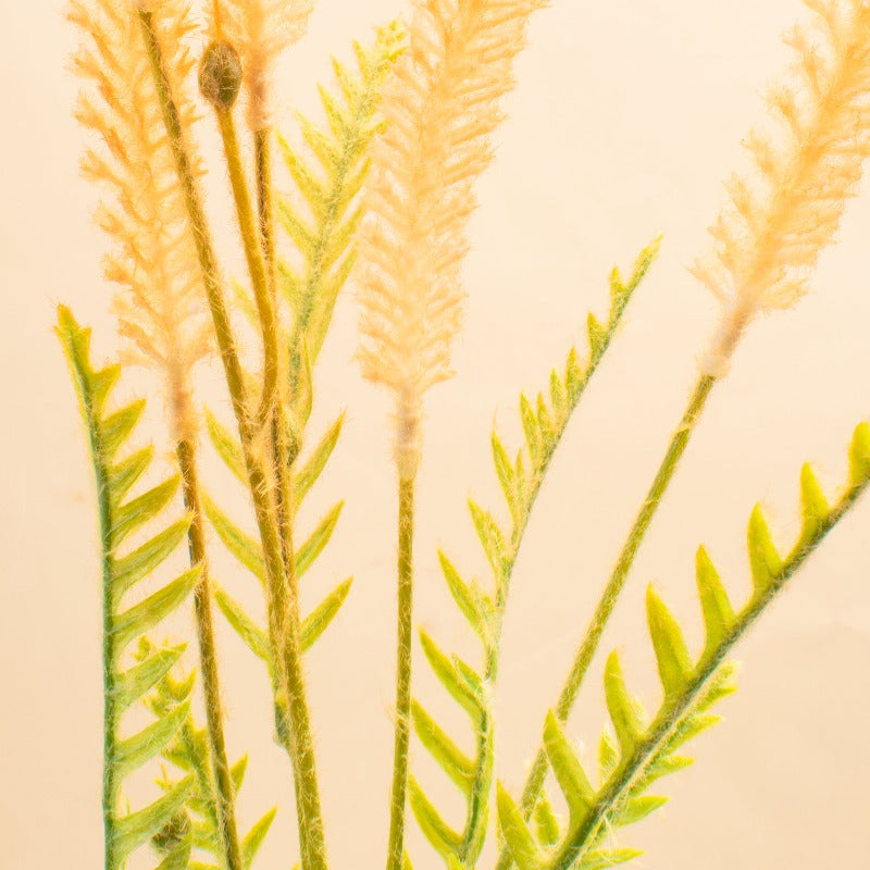 Daisy Delights Floral Stem